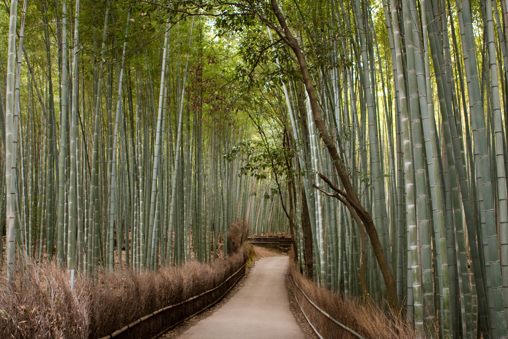 Bamboo groves of Arashiyama in Kyoto, Japan